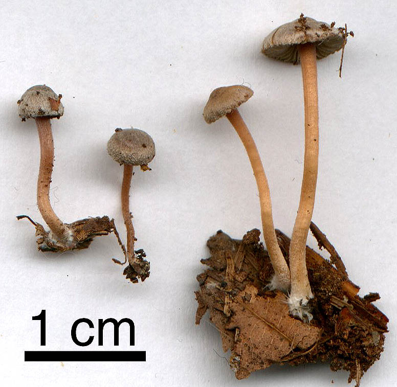 Inocybe petiginosa